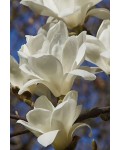 Магнолия суланжа Альба Суперба | Magnolia soulangeana Alba Superba | Магнолія суланжа Альба Суперба